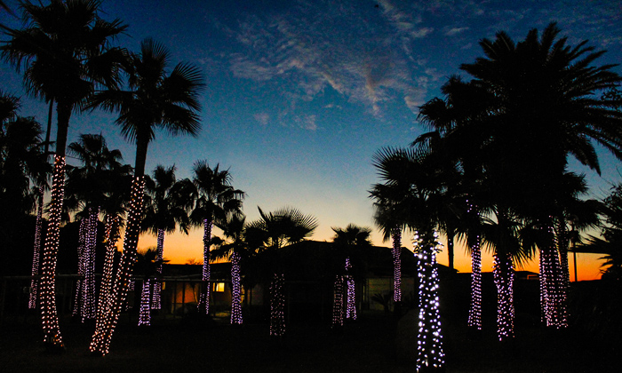 桜色のイルミネーションが満開です!