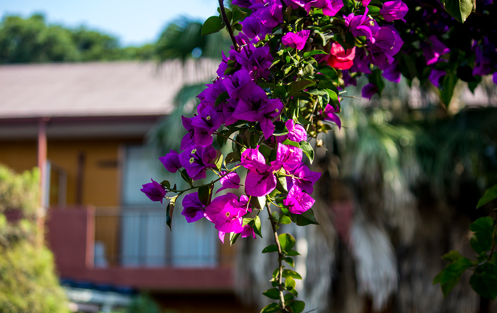 ブーゲンビリア